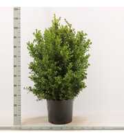 Buxus sempervirens bossig