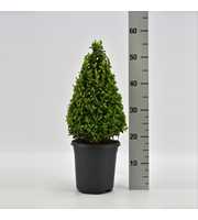 Buxus sempervirens piramide