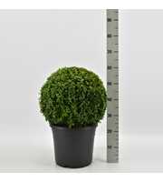 Buxus sempervirens bol