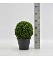 Buxus sempervirens bol