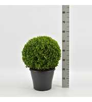 Buxus sempervirens bol