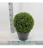 Buxus microphylla 'Faulkner' bol