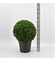 Buxus sempervirens bol