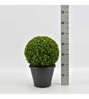 Buxus sempervirens bol