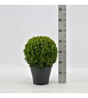 Buxus sempervirens bol