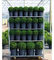 Buxus mix CC (21xp19 34xp23 8xp32)