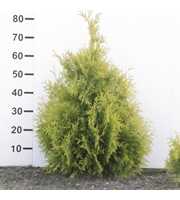 Thuja occidentalis 'Yellow Ribbon'