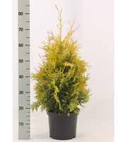 Thuja occidentalis 'Yellow Ribbon'