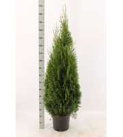 Thuja occidentalis 'Smaragd'