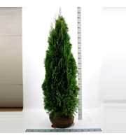 Thuja occidentalis 'Smaragd'