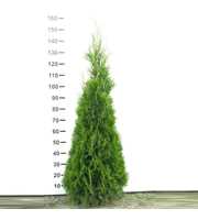 Thuja occidentalis 'Smaragd'