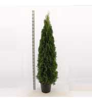 Thuja occidentalis 'Smaragd'