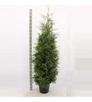 Thuja occidentalis 'Brabant'