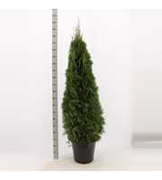 Thuja occidentalis 'Smaragd'