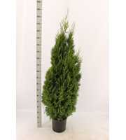 Thuja occidentalis 'Smaragd'