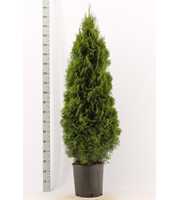 Thuja occidentalis 'Smaragd'