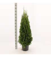 Thuja occidentalis 'Smaragd'