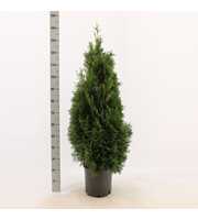 Thuja occidentalis 'Holmstrup'