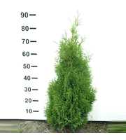 Thuja occidentalis 'Holmstrup'