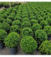 Taxus media 'Hillii' bol