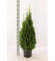 Thuja occidentalis 'Smaragd'