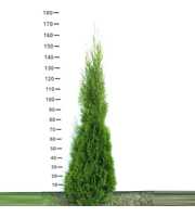 Thuja occidentalis 'Smaragd'