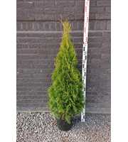 Thuja occidentalis 'Smaragd'