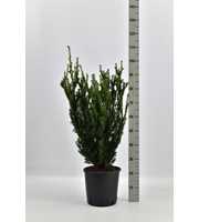 Taxus media 'Hillii'