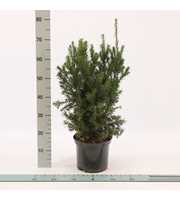 Taxus media ‘Hicksii’