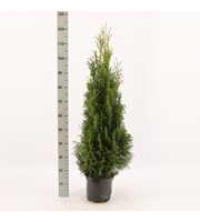 Thuja occidentalis 'Smaragd'