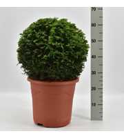 Taxus baccata bol