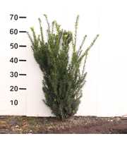 Taxus media 'Hillii'