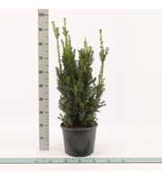 Taxus media 'Hicksii'