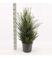 Taxus baccata