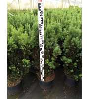 Taxus media 'Hillii'