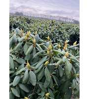 Rhododendron 'English Roseum'