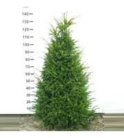 Taxus baccata