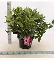 Rhododendron 'Catawbiense Boursalt'