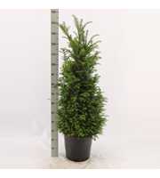 Taxus baccata