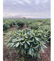 Rhododendron 'Madam Masson'