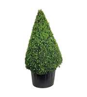 Buxus sempervirens