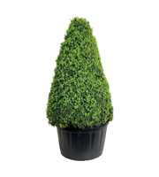 Buxus sempervirens