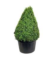 Buxus sempervirens