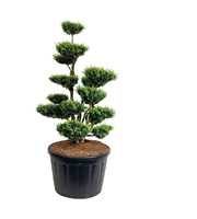 Buxus sempervirens