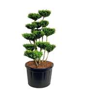 Buxus sempervirens