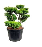 Buxus sempervirens