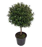 Myrtus Communis Stem - 1079