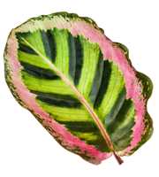 Calathea 32cm Angela Rhythm of Nature