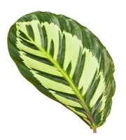 Calathea 32cm Cora Rhythm of Nature