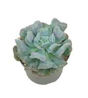 Echeveria blue heart 13 cm